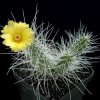 Tephrocactus_weberi